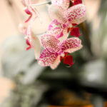 A close up of a pretty red and white flower